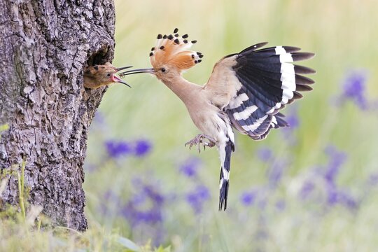Hoopoe (Upupa epops) feeding its young, Middle Elbe Biosphere Reserve, Saxony-Anhalt, Germany