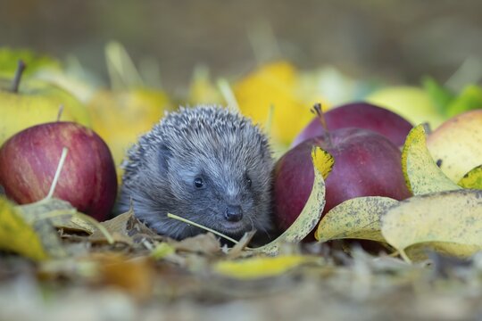 European hedgehog (Erinaceus europaeus) amongst fallen apples in a garden, Suffolk, England, United Kingdom