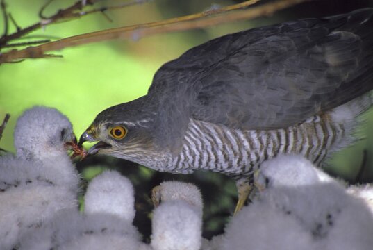 Eurasian Sparrowhawk (Accipiter nisus), feeding chicks
