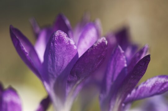 Crocus Iridaceae