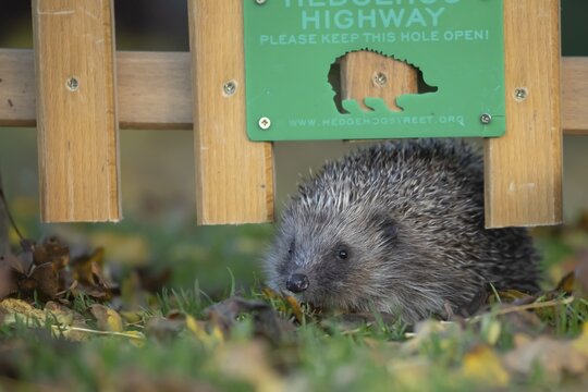 European hedgehog (Erinaceus europaeus) adult animal walking under a garden fence with a Hedgehog highway sign, England, United Kingdom
