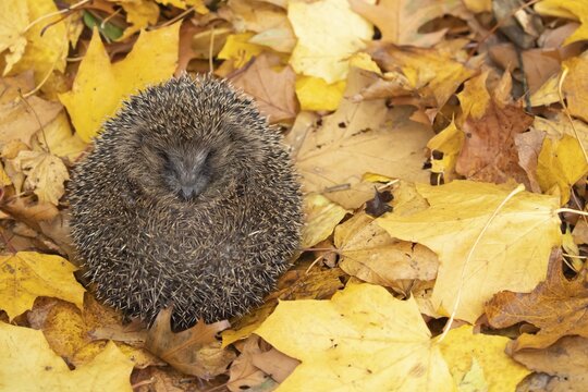 European hedgehog (Erinaceus europaeus) sleeping on fallen autumn leaves, Suffolk, England, United Kingdom
