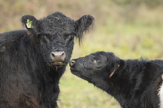 Galloway cattle (Bos taurus), cow and calf, Suffolk, England, United Kingdom