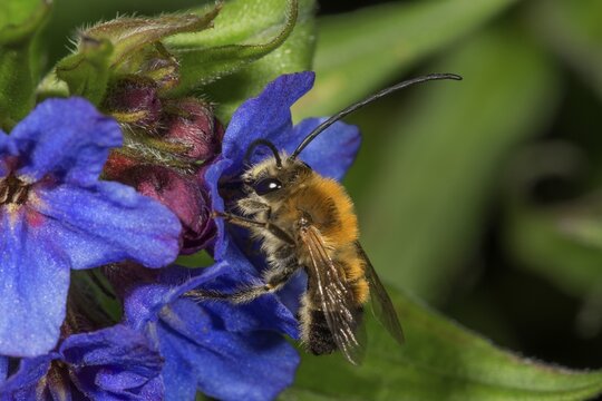 Long-horned bee (Eucera) male on blue stonecrop (Buglossoides purpurocaerulea), Baden-W&uuml;rttemberg, Germany