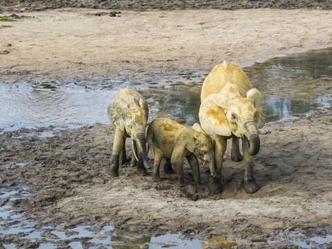 African forest elephants (Loxodonta cyclotis) at Dzanga Bai, Unesco world heritage sight Dzanga-Sangha Special Reserve, Central African Republic