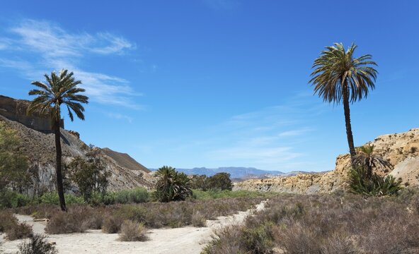 Desert-like scene with two tall palm trees, sandy hills and dense bushes under a clear blue sky, Oasis de Lawrence de Arabia, Oasis, Tabernas Desert, Desierto de Tabernas, Tabernas, Almeria, Andalusia, Spain
