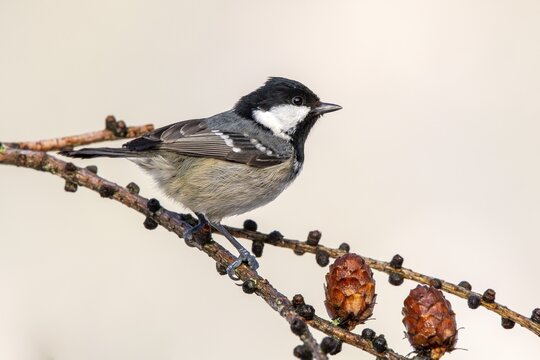 Coal tit (Parus ater), sitting on the branch of a European Larch, Terfens, Tyrol, Austria