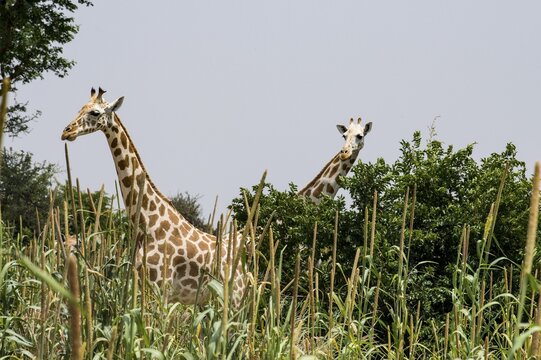 West African giraffes (Giraffa camelopardalis peralta) in high grass, Koure Giraffe Reserve, Niger