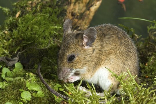 Yellow-necked Mouse (Apodemus flavicollis), Schwaz, Tyrol, Austria, Europe