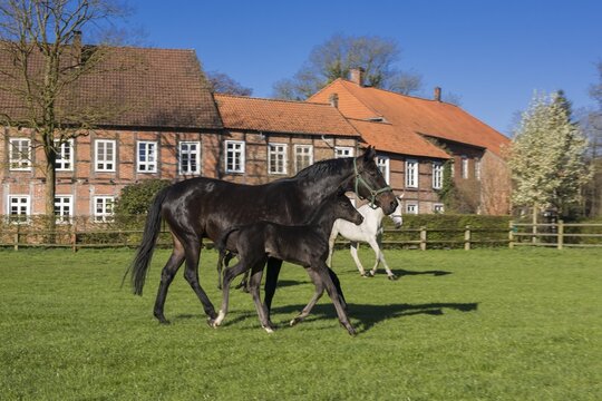 Horses at Gut F&uuml;chtel in Vechta, Oldenburger M&uuml;nsterland, Lower Saxony, Germany