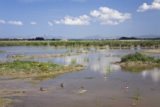 S'Albufera Nature Reserve, birds, Mallorca, Majorca, Balearic Islands, Spain, Europe