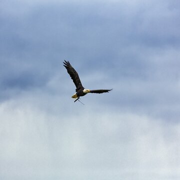 Bald eagle (Haliaeetus leucocephalus) flying in the cloudy sky, Falconry in the Neuhaus Wildlife Park, Neuhaus im Solling, Solling-Vogler nature park Park, Lower Saxony, Germany