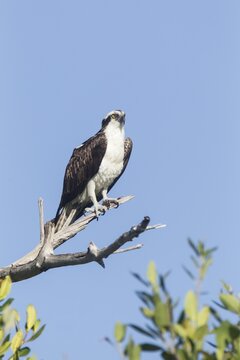 Osprey (Pandion haliaetus carolinensis) sitting on branch, Ding Darling National Wildlife Refuge, Sanibel Island, Florida, USA