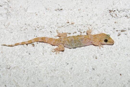 Mediterranean House Gecko (Hemidactylus turcicus) on the ceiling, Peloponnese, Greece, Europe