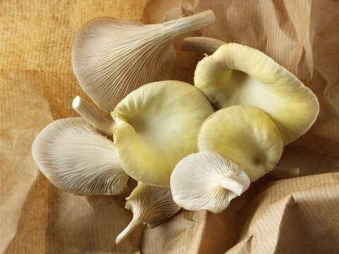 Golden oyster mushrooms (Pleurotus citrinopileatus), freshly picked