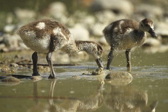 Egyptian goose (Alopochen aegyptiaca) young bird eating fish waste in a gravel pit, Allg&auml;u, Bavaria, Germany, Allg&auml;u, Bavaria, Germany