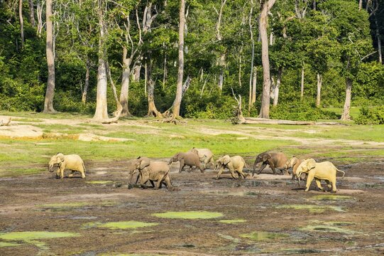 African forest elephants (Loxodonta cyclotis) at Dzanga Bai, Unesco world heritage sight Dzanga-Sangha Special Reserve, Central African