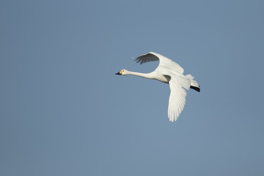 Bewick's swan (Cygnus columbianus bewickii) adult bird in flight, Gloucestershire, England, United Kingdom