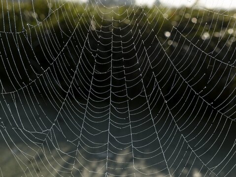 Spider web of web spiders (Araneae) on the river above the water, Germany