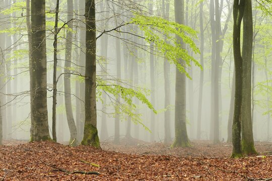 Untouched beech forest with fog in early spring, first tender green leaves, Kellerwald-Edersee National Park, Hesse, Germany