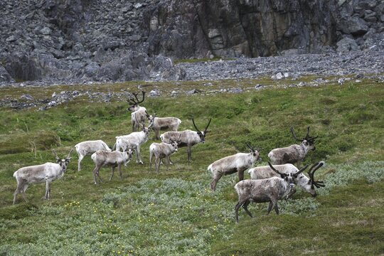 Reindeer (Rangifer tarandus) herd in tundra, Lapland, Norway