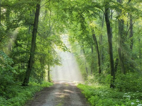 Hiking trail through light-flooded beech forest, sunbeams break through morning mist, Freyburg (Unstru), Saxony-Anhalt, Germany