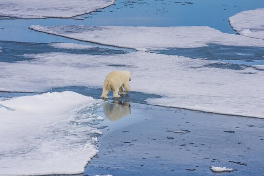 Polar bear (Ursus maritimus) walking over ice floes, Arctic, Svalbard, Norway