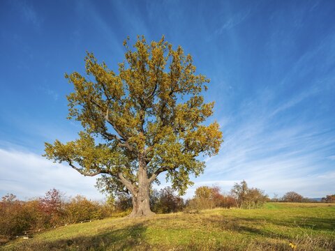 Large old solitary english oak (Quercus robur) in autumn under blue sky, natural monument, Nordhausen, Thuringia, Germany