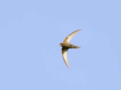 Common Swift (Apus apus), flying, Hesse, Germany