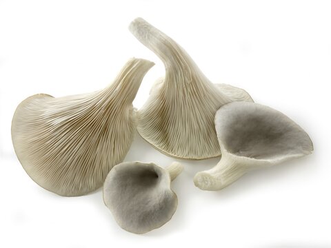 Fresh edible grey oyster mushrooms (Pleurotus)