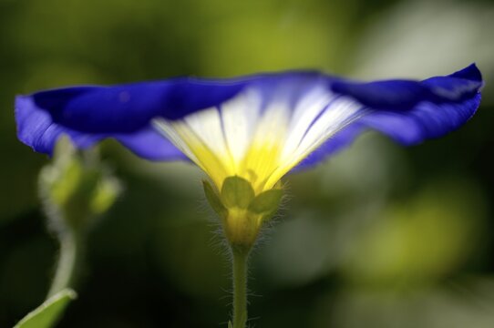 Blue Spanish Bindweed convolvulus tricolor detail close up