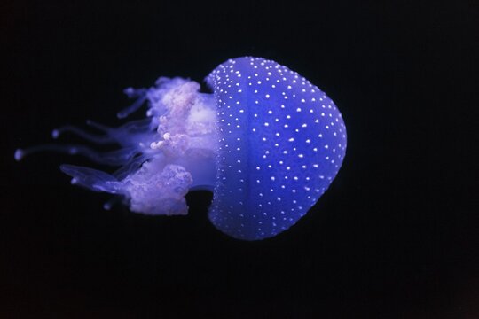 Australian spotted jellyfish (Phyllorhiza punctata) in the Aquarium, Oceanario de Lisboa, Marine Museum, Lisbon, Portugal