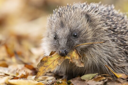 European hedgehog (Erinaceus europaeus) adult animal on fallen autumn leaves in a garden carrying a leaf in its mouth for bedding during hiberation, England, United Kingdom