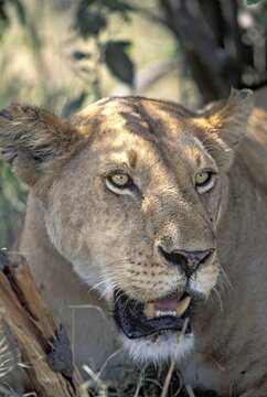 Portrait of lioness Masai Mara Natinal Reserve, Kenya