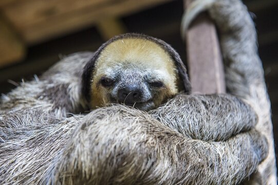 Pale-throated sloth (Bradypus tridactylus), captive, Chou A&iuml; Rescue Center, French Guiana