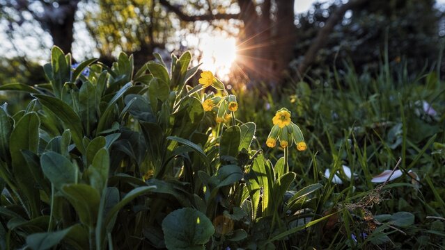 Common cowslip (Primula veris), illuminated by the sun, sun rays, Weserbergland, North Rhine-Westphalia, Germany