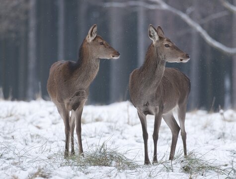 Red Deer (Cervus elaphus), hinds in their winter coats standing in snow, captive, Saxony, Germany