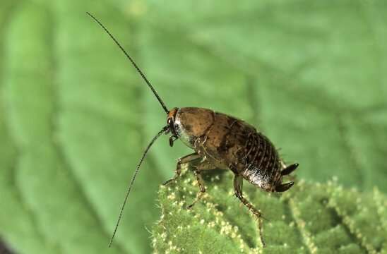 Forest Cockroach (Ectobius sylvestris) larva