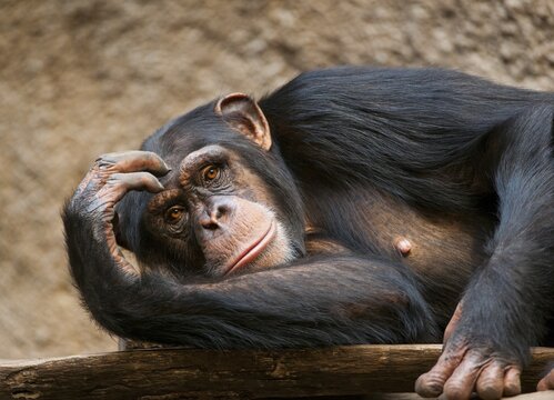 Western Chimpanzee or West African Chimpanzee (Pan troglodytes verus), captive, Saxony, Germany