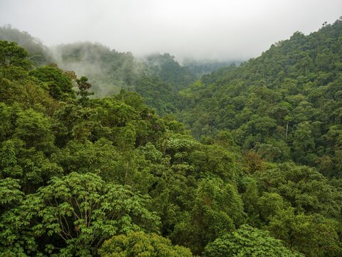 Cloud forest, Mindo, Pichincha province, Ecuador