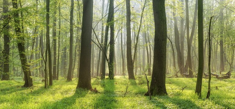 Natural deciduous forest of oaks and beeches in early spring, fresh green, sun shining through morning mist, Burgenlandkreis, Saxony-Anhalt, Germany