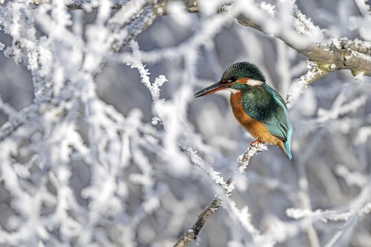 Kingfisher (Alcedo atthis) on its perch, Schlitters, Tyrol, Austria