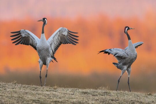 Cranes (grus grus) perform courtship display with flapping wings, Dance of the Cranes, V&auml;sterg&ouml;tland, Sweden