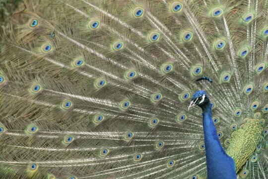 Indian peafowl or Peacock (Pavo cristatus) adult male bird displaying showing its tail feathers, England, United Kingdom
