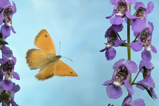 Small heath (Coenonympha pamphilus), in flight, at Angelonia, Germany