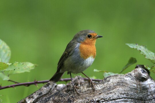 European Robin (Erithacus rubecula)