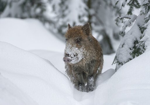 Wild boar, wild boar (Sus scrofa), young boar standing in the snow, Germany