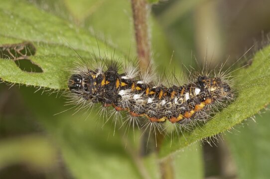 Caterpillar of the Sweet Gale Moth(Acronicta euphorbiae) on a Downy Elecampane (Inula hirta), Bavaria, Germany
