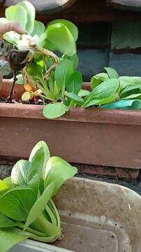 Bok Choy Plants in a Pot
