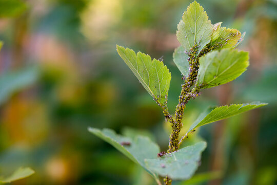 Currant leaves with traces of lesions from aphids..